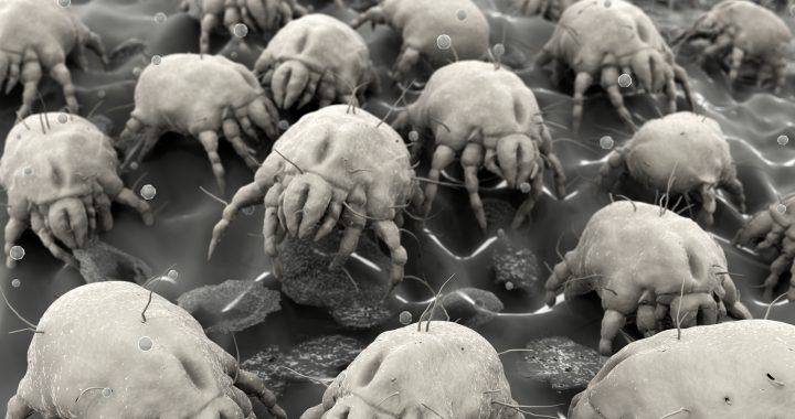 How To Combat Dust Mites In Your Mattress All American Allergy